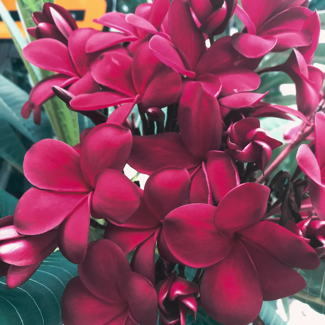 Buy Plumeria "Blood Red" | Frangipani, Temple Tree - Plant Online at Lalitenterprise