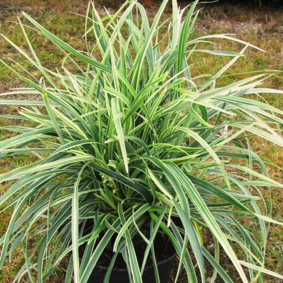 Ophiopogon Jaburan "Variegated" Grass