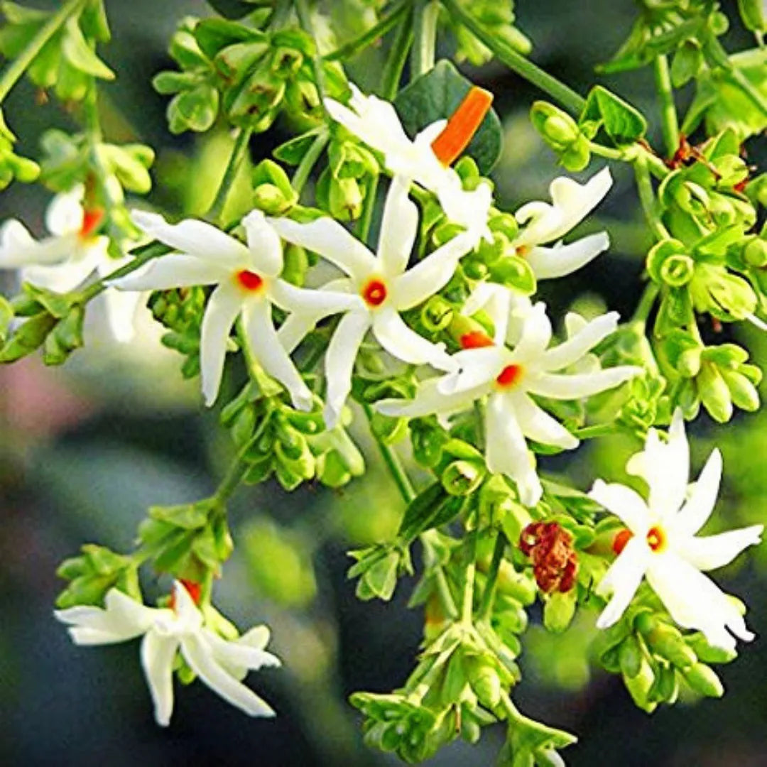  Nyctanthes arbor-tristis - Plant