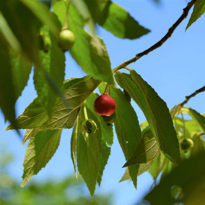 Singapore Cherry, Muntigia Calabura – Plant