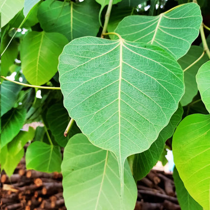 Ficus religiosa - Peepal Plant