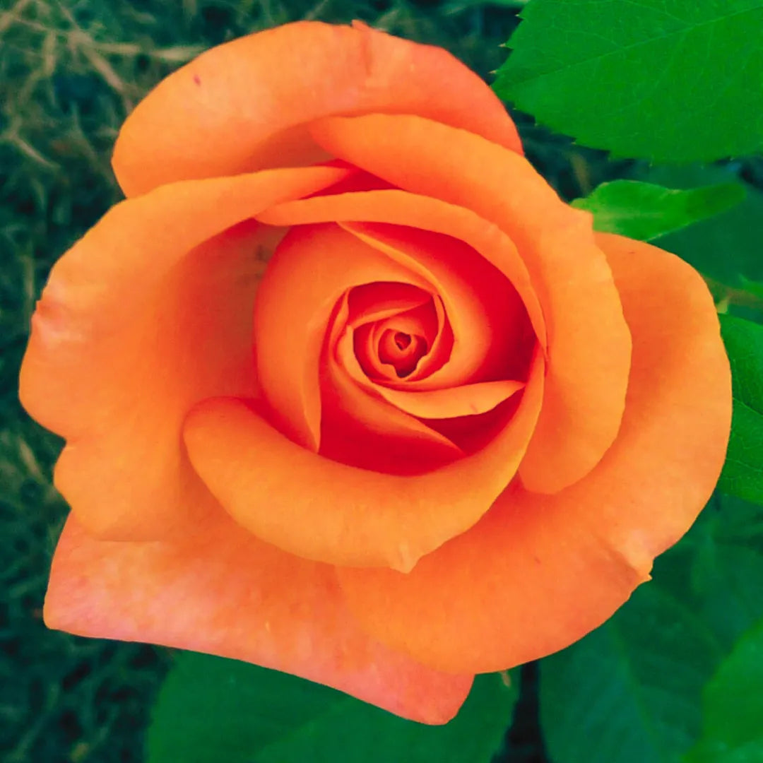 Orange Rose Flower