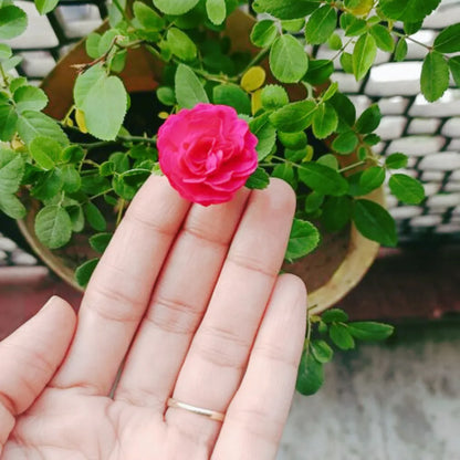 Pink Button Rose Flower