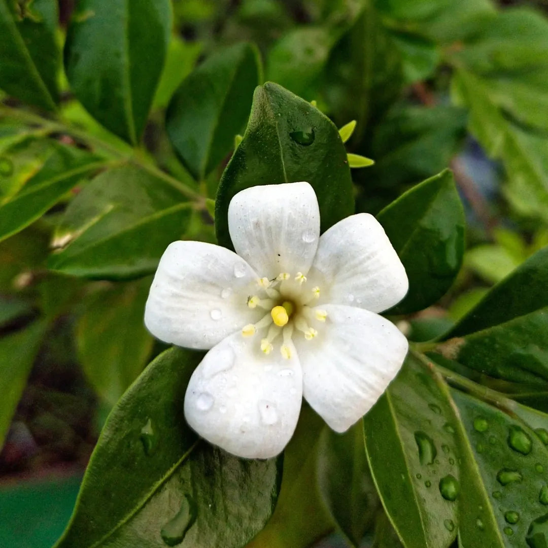 Madhukamini Plant | Cestrum Aurantiacum - Plant