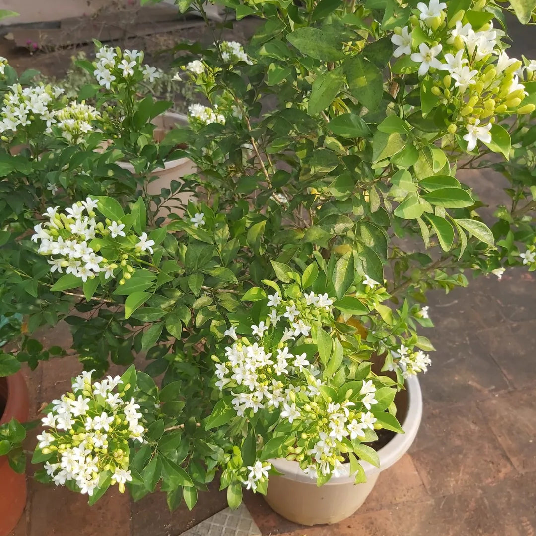 Madhukamini Plant | Cestrum Aurantiacum - Plant