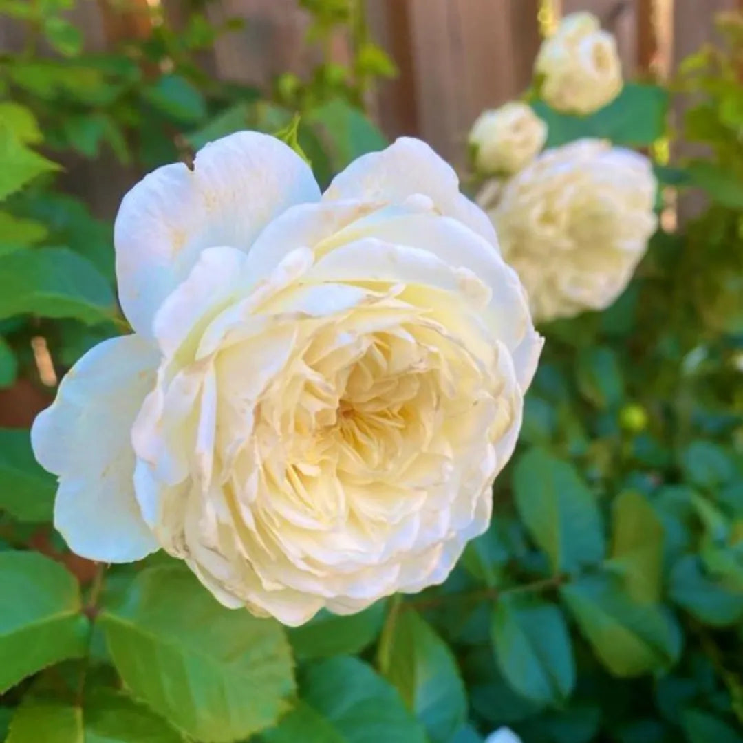 Creamy White Rose - Plant