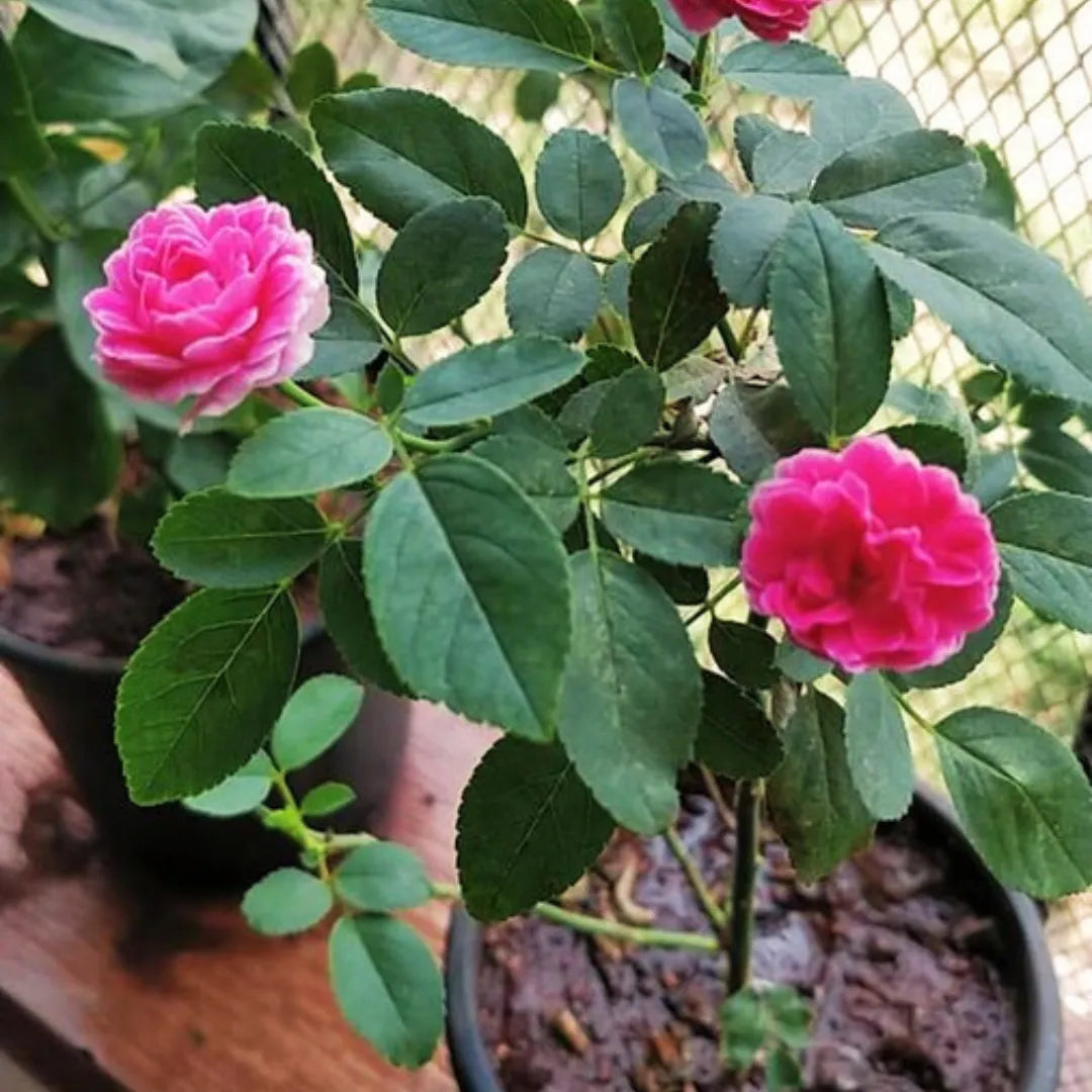 Pink Button Rose Flame Bond Plant