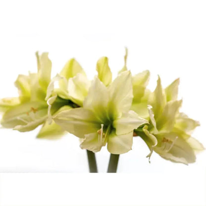 Amrus lily | Amaryllis | Hippeastrum Plant ( Any colour )