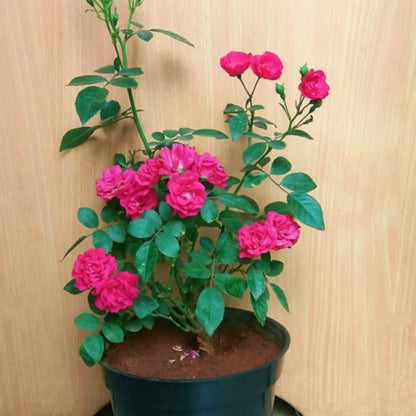 Pink Button Rose Plant