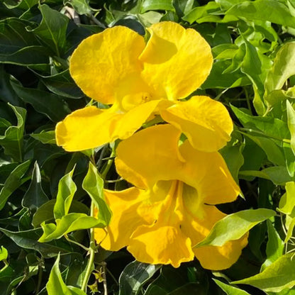 Bignonia Gracilis Creeper " Yellow"