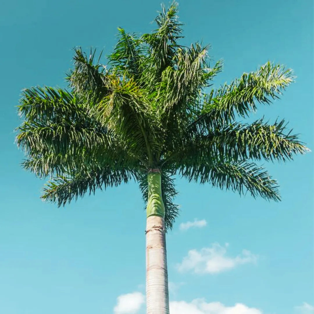 Royal Bottle Palm