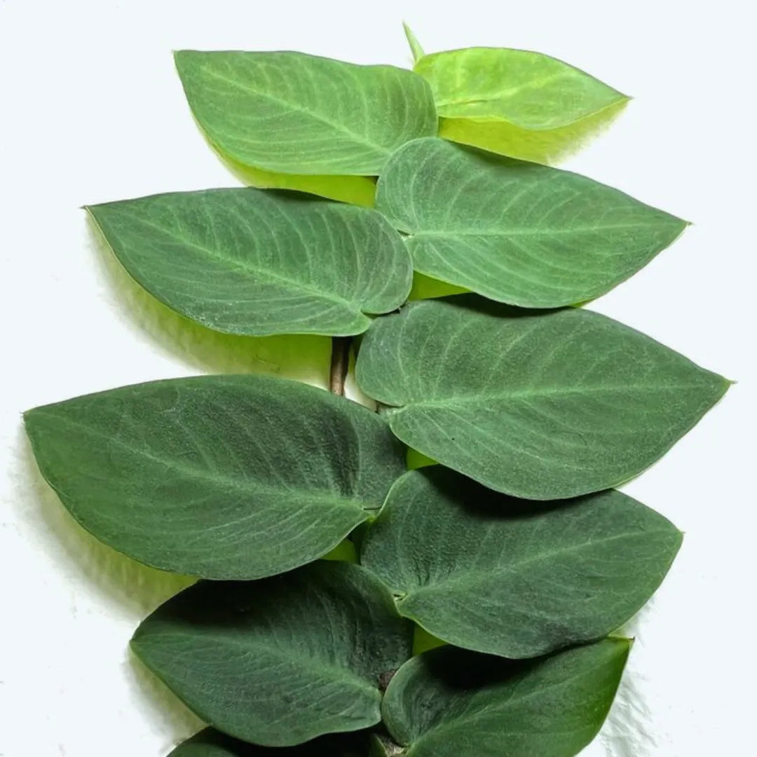 Rhaphidophora Hayi Foliage Plant