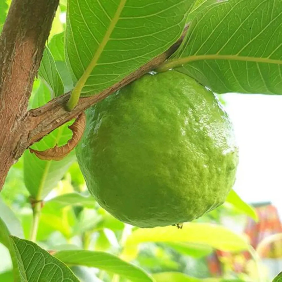Buy Guava Plant Online at Lalitenterprise