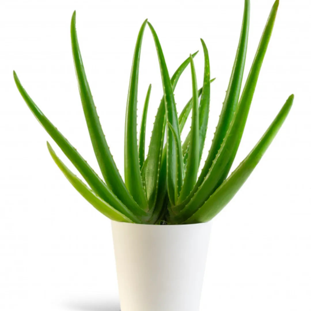 Gel Green Plant