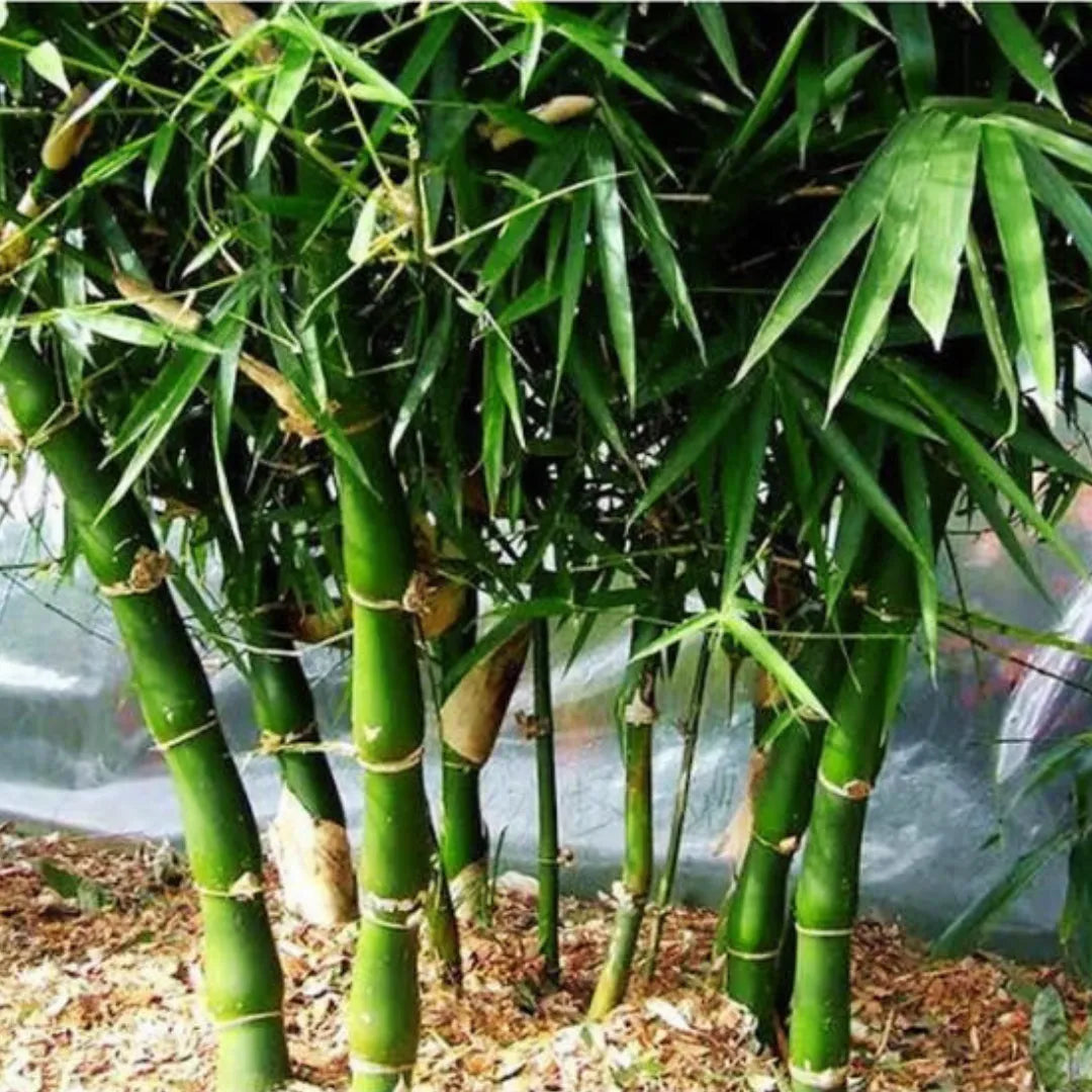 Bambusa ventricosa  | Buddha Belly Bamboo