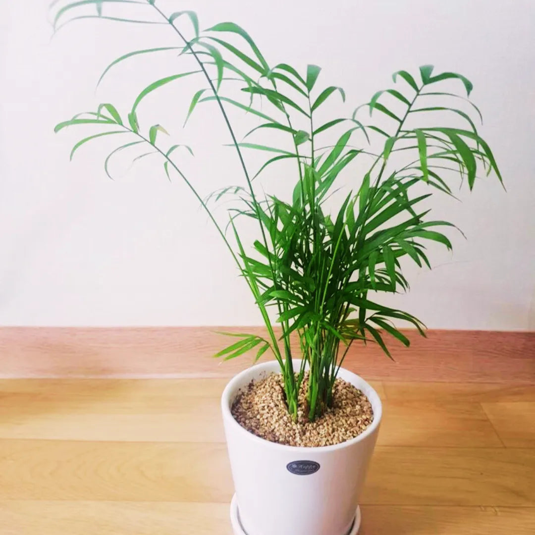 Parlour Palm Foliage Plant