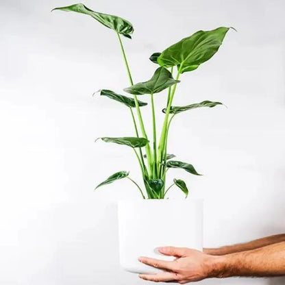 Buy Alocasia Cucullata  Plant - @Lalit enterprise