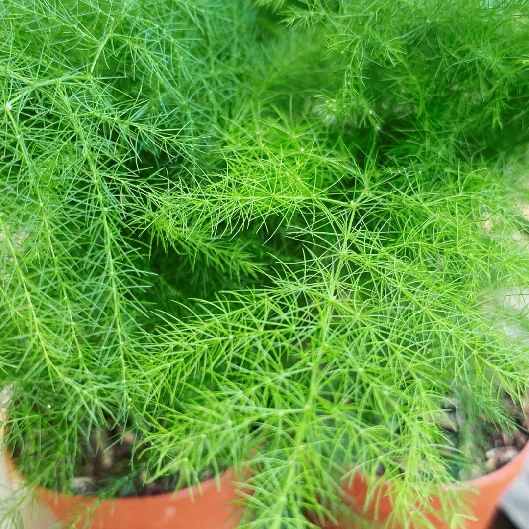 Asparagus Setaceus | Asparagus Fern - Plant