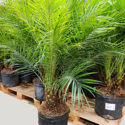 Buy Phoenix Palm (Phoenix Canariensis) - Plant Online at Lalitenterprise