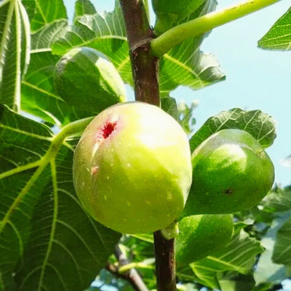 Anjeer Plant | Indian Fig | Common Fig