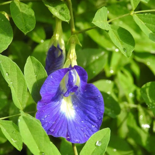 Aparajita Flowering Plant