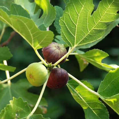 Anjeer Plant | Indian Fig | Common Fig