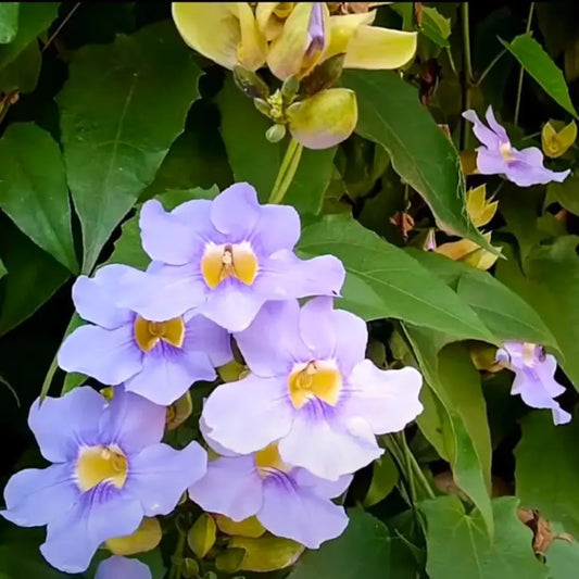 Thunbergia grandiflora "Blue"