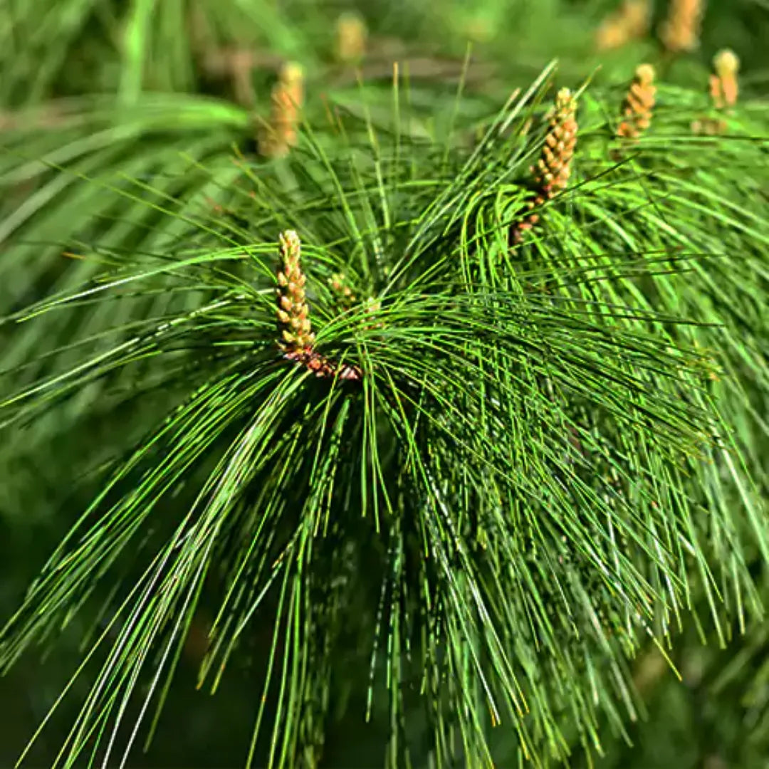 Pinus Wallichiana Foliage 