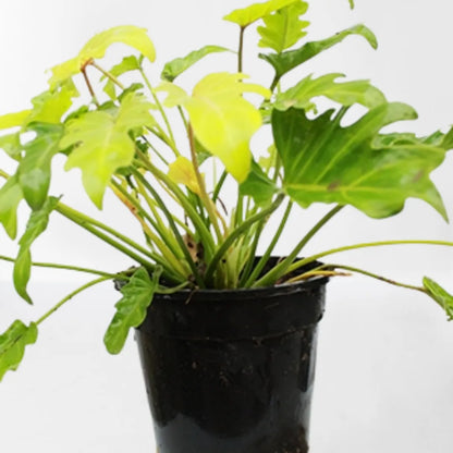 Buy Philodendron Xanadu Golden - Plant Online at Lalitenterprise