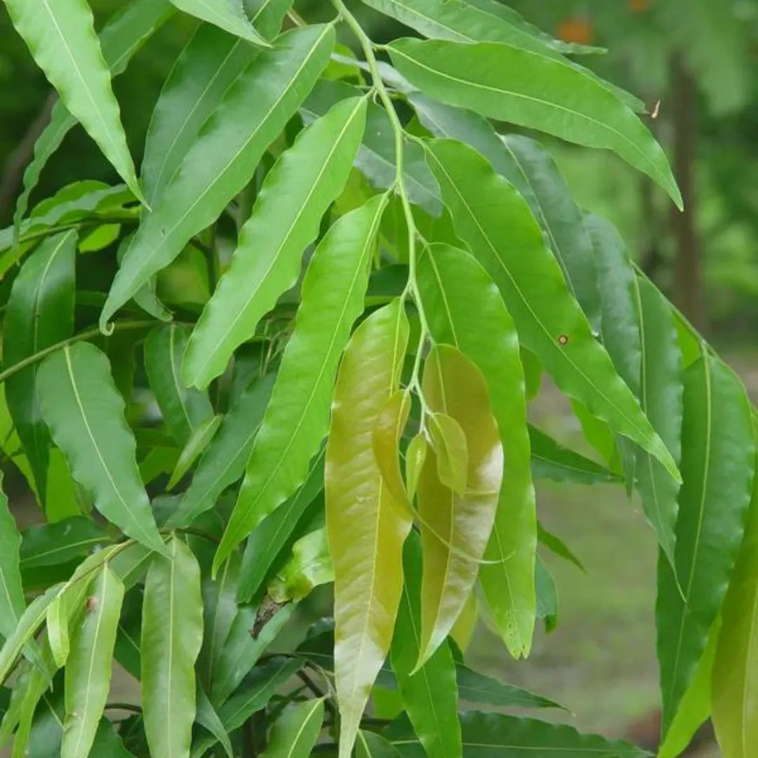 Ashoka Tree Foliage Plant