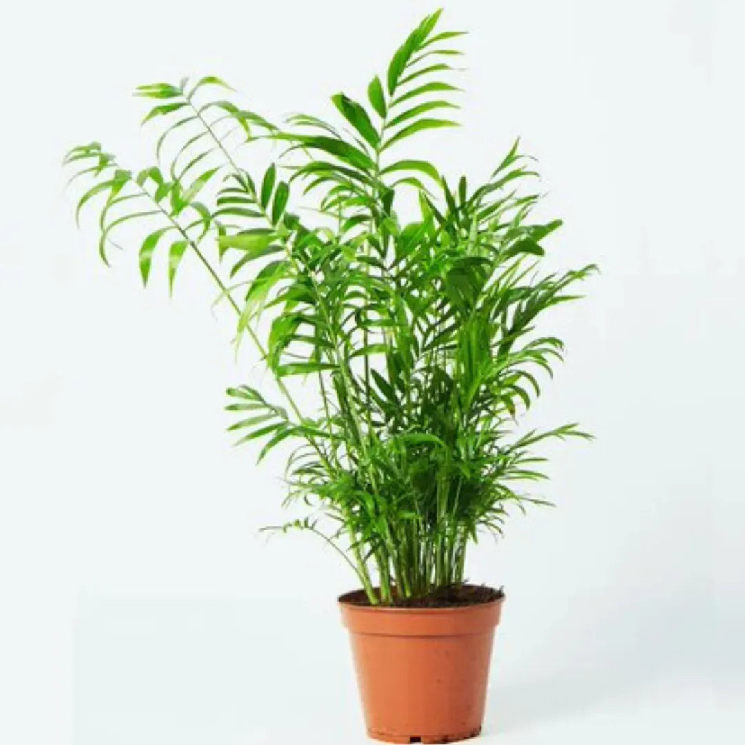 Chamaedorea Elegans (Parlour Palm) "Dwarf" - Plant