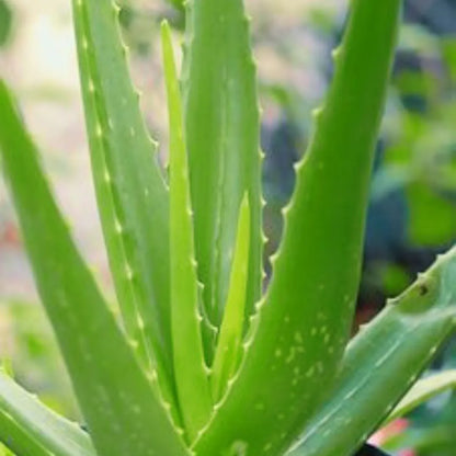 Aloe barbadensis miller - Plants