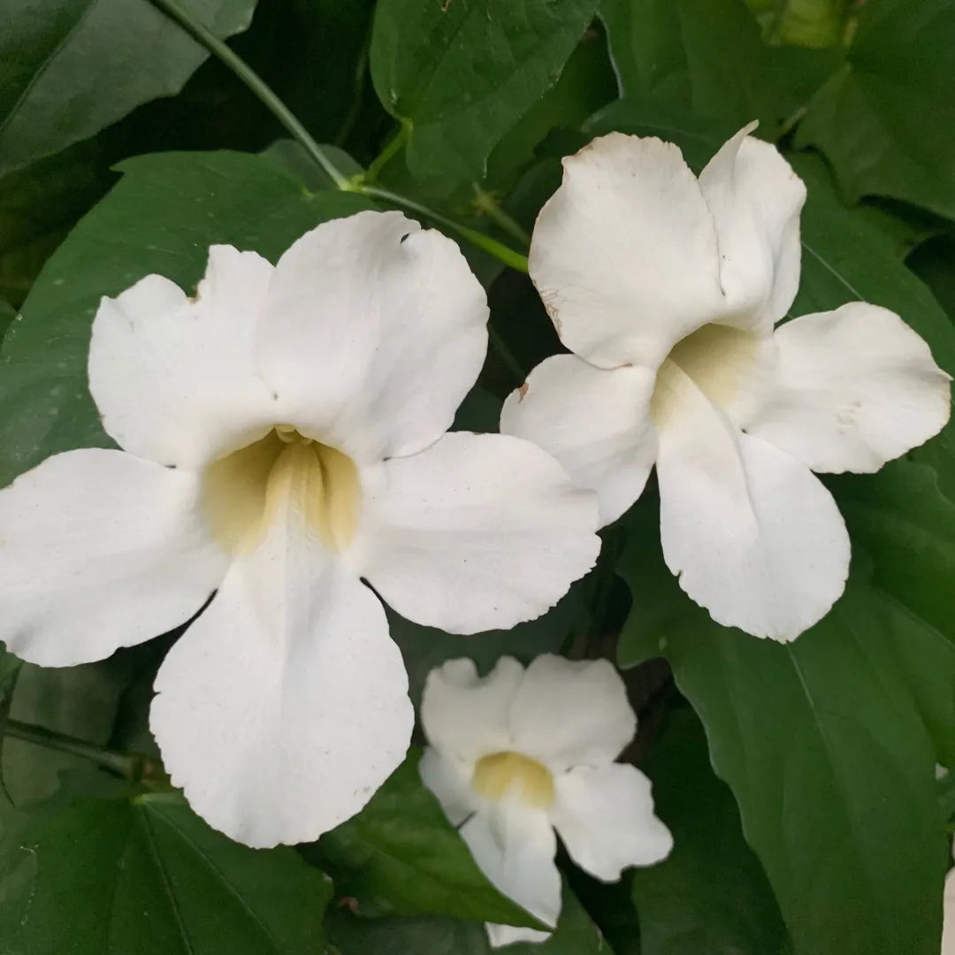 Thunbergia White Flower