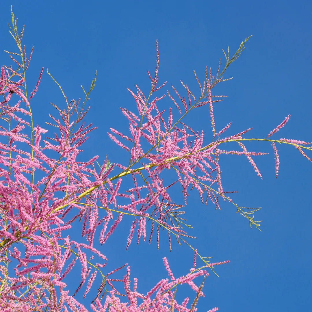 Buy Bonsai Tamarisk Tree (Tamarix parviflora) online at Lalitenterprise