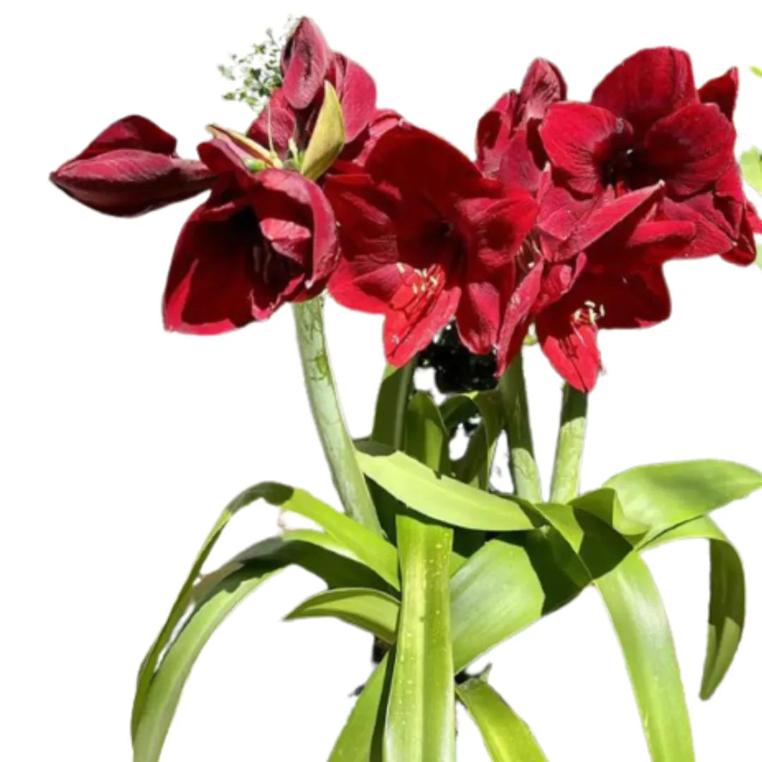 Amrus lily | Amaryllis | Hippeastrum Plant ( Any colour )