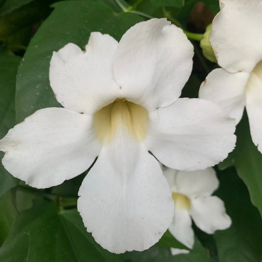 Thunbergia "grandiflora alba"