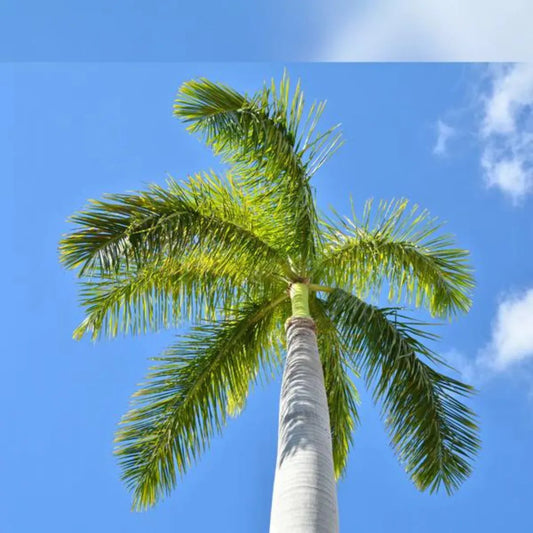 Roystonea regia Palm