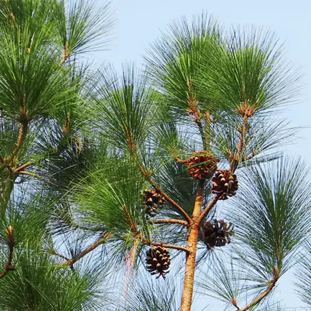 Pinus Wallichiana Plant