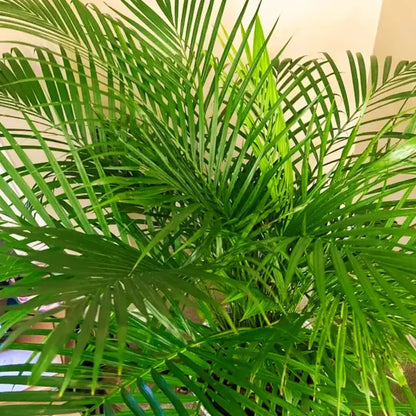 Areca Palm Foliage Plant