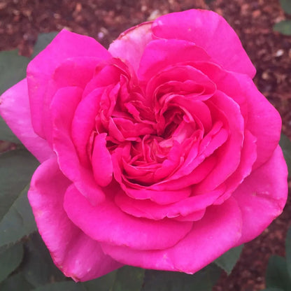 Pink Rose - Plant