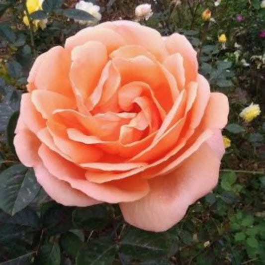 English Rose - Plant