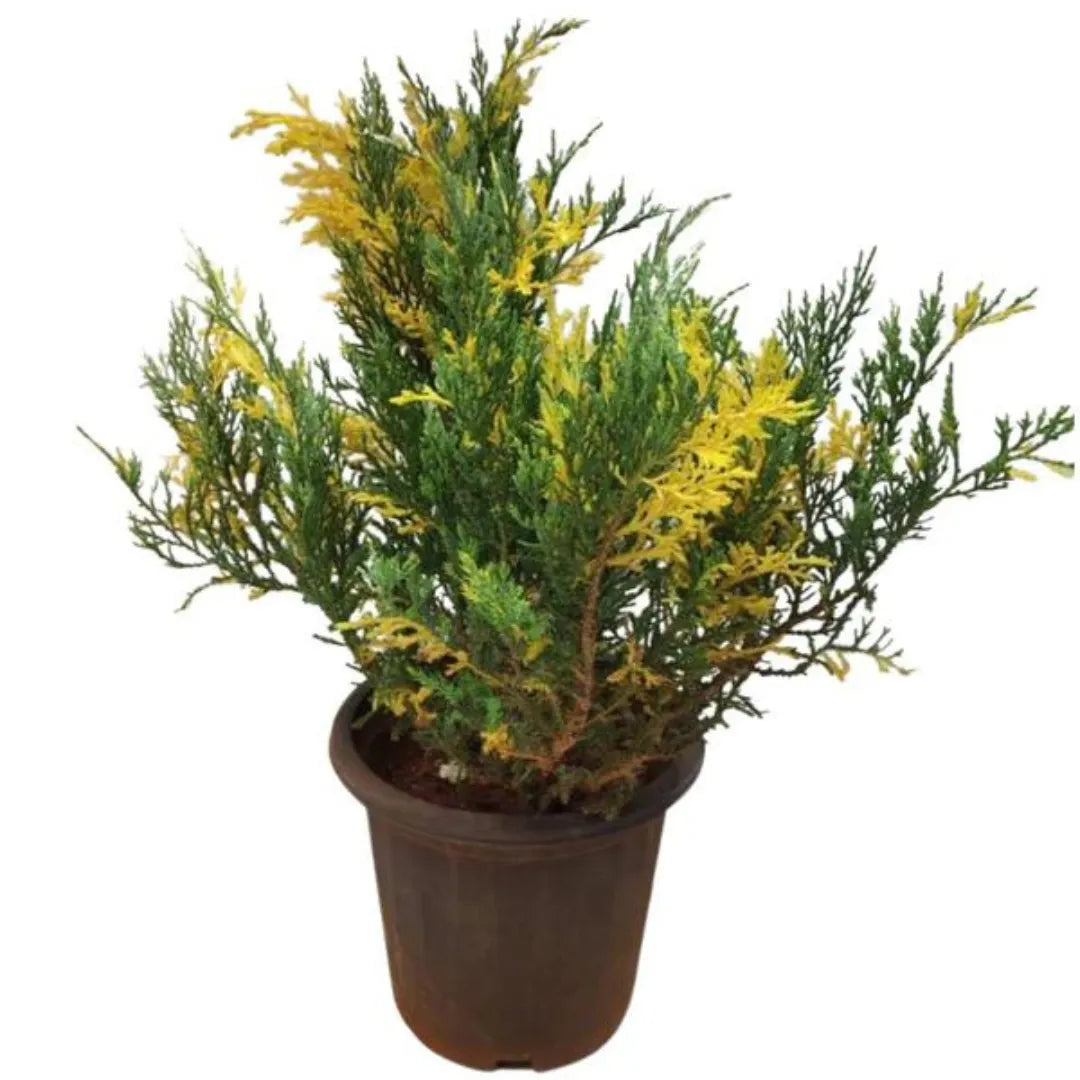 Pack of 7 Pine Plant