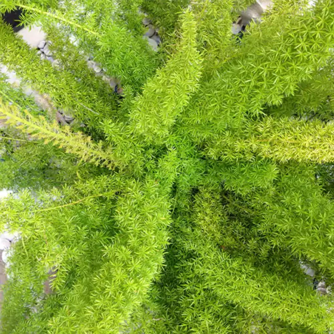 Asparagus Foxtail Fern Plant