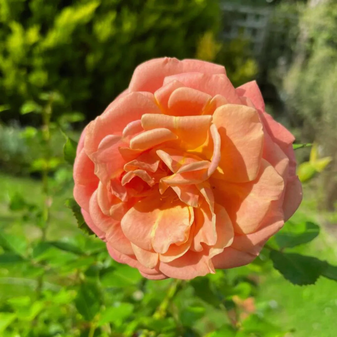 Peach Rose Flower