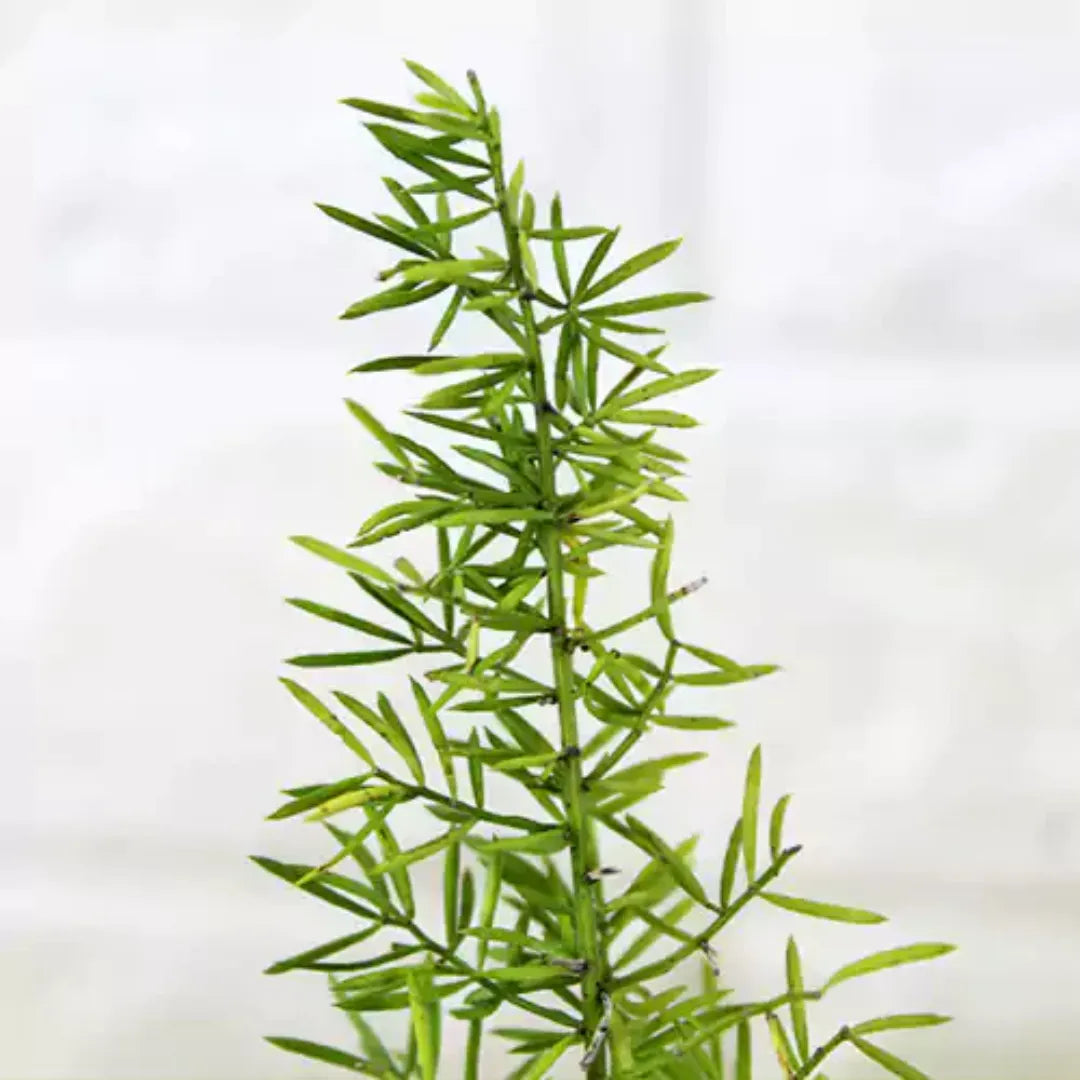 Asparagus Foxtail Fern Plant
