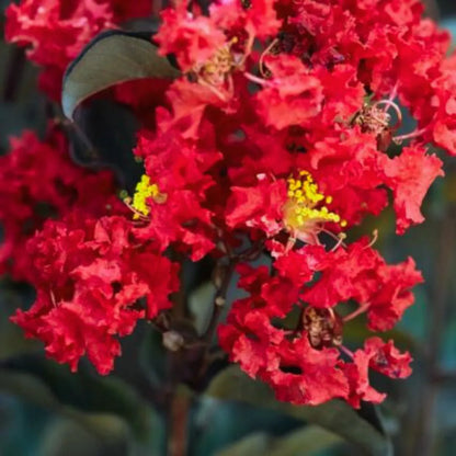 Lagerstroemia " Red" Flower