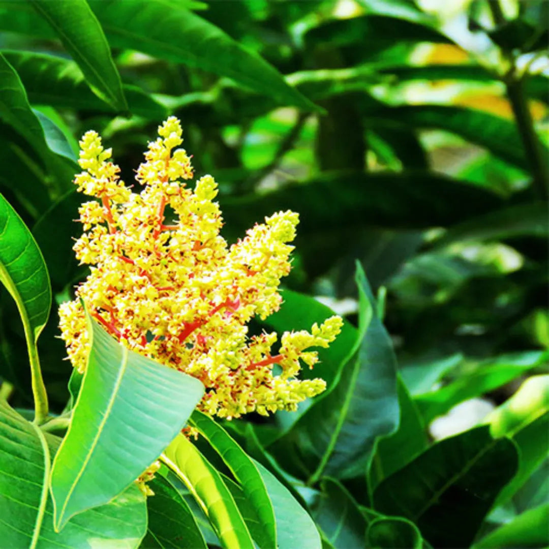 Amrapali Mango Plant (Grafted)
