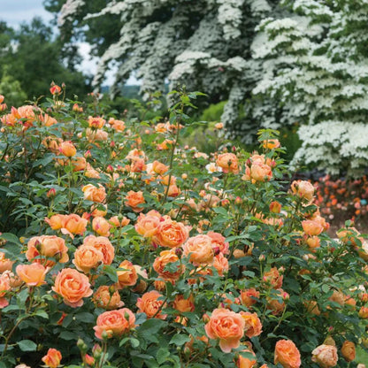 English Rose Flowering Plant