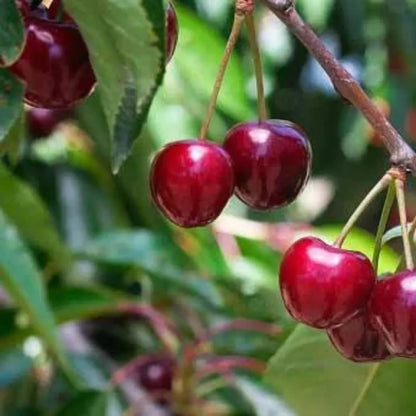 Barbados Cherry plant