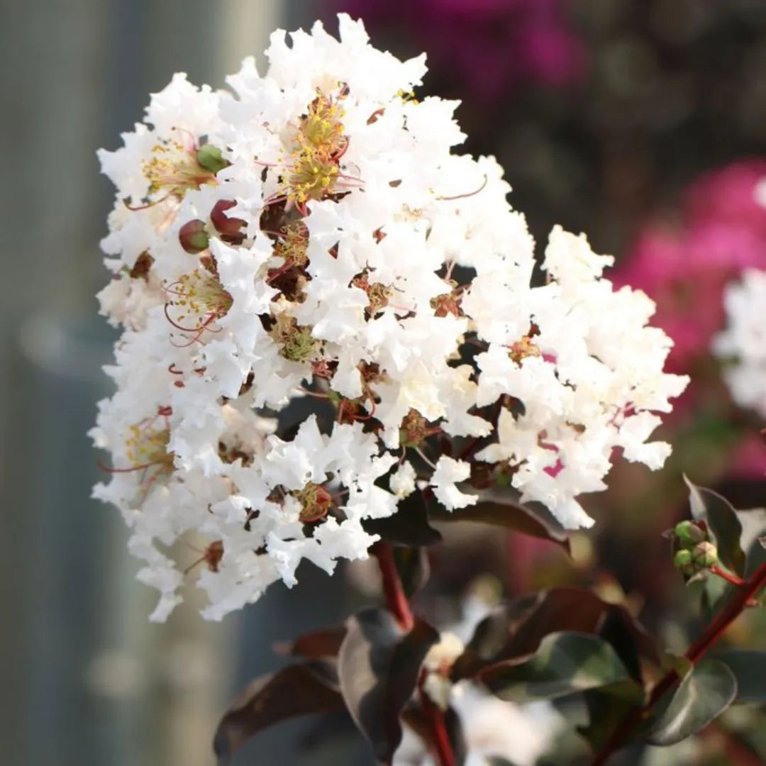 Black Diamond Crape Myrtle (White) Flowering Plant